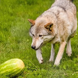 This Wolf Likes Watermelons